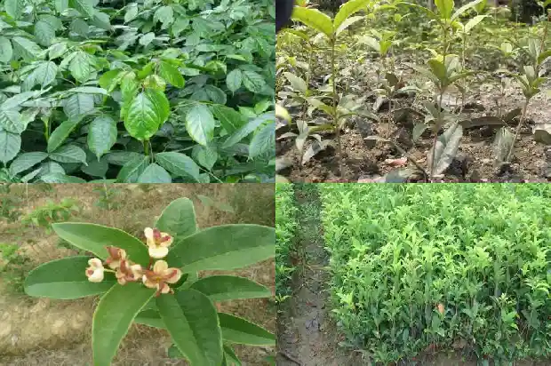 桂花一般多少钱一棵1684834611955