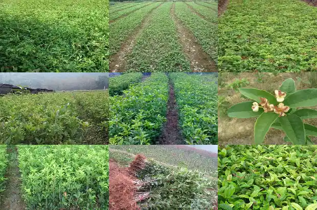 桂花产值和销售额比例是多少1684834652554