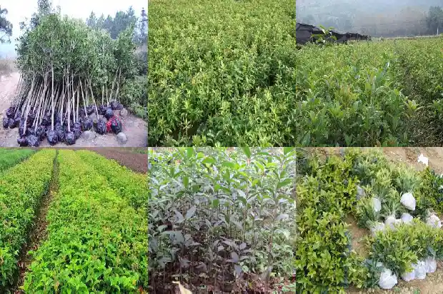 四季桂花盆栽的价格是多少钱一棵呢1684834664652