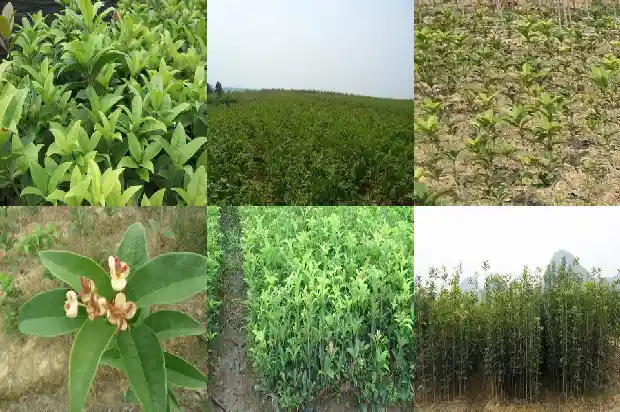 四季桂花多少钱一颗树种植1684834695400