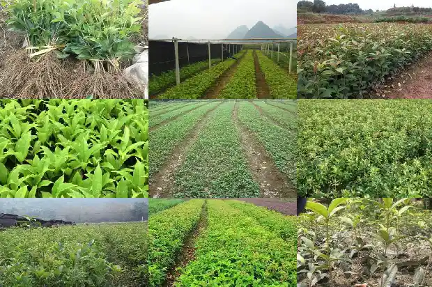 四季桂花有多少个品种1684834706772