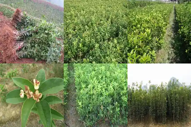 四季桂花有多少个品种1684834706868