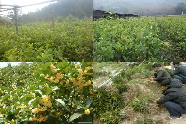 桂花树批发多少钱一斤啊价格表1684834742890