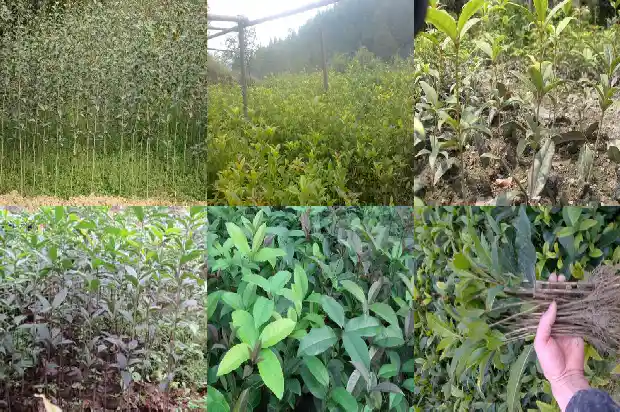 桂花树批发多少钱一吨啊价格表1684834752687