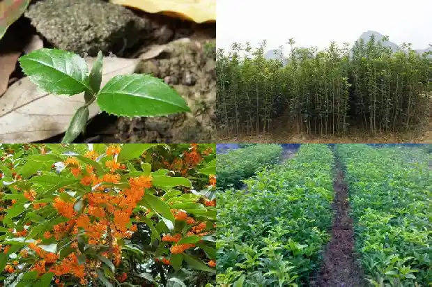 哪里有桂花树苗卖的啊1684834775052