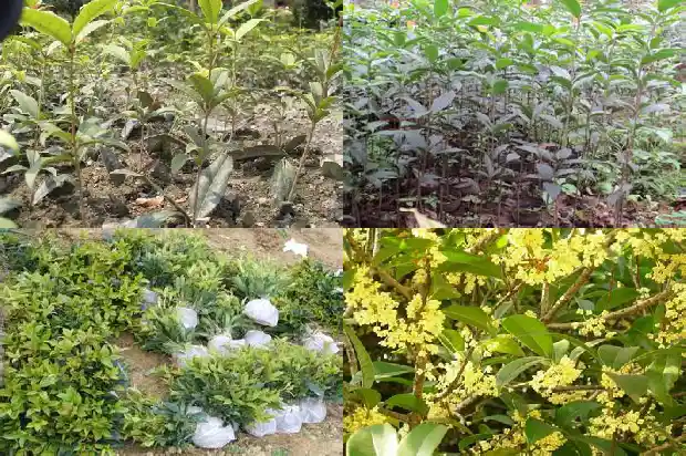 哪里有桂花树苗卖的啊1684834775098
