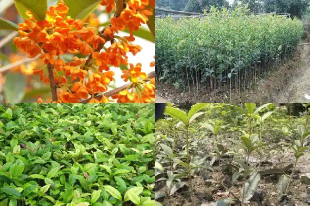 临沂桂花树市场价格行情1689899039368