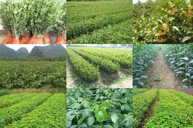 40年的桂花树值多少钱一盆呢1684834818369