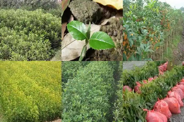40年的桂花树值多少钱一盆呢1684834818415