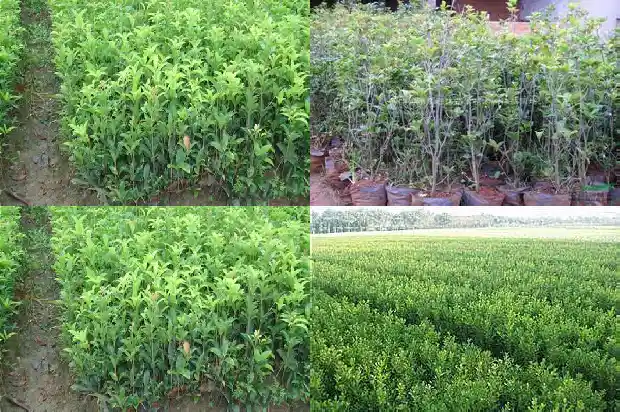 40年的桂花树值多少钱一盆呢1684834818461