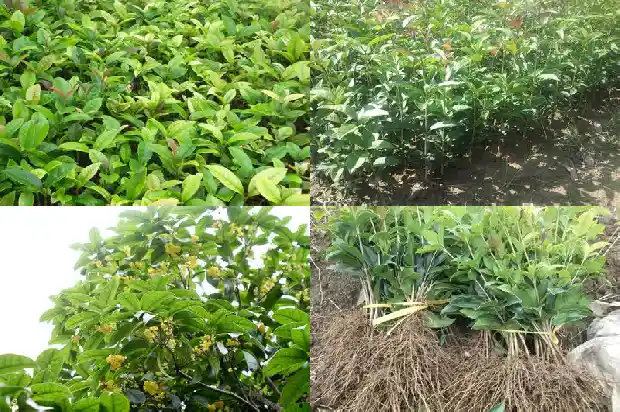 四十年的桂花树回收多少钱一棵呢1684834830745