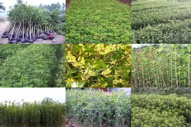 四十年的桂花树回收多少钱一棵呢1684834830791