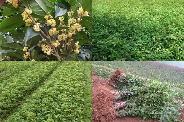 四十年的桂花树回收多少钱一斤呢1684834838918