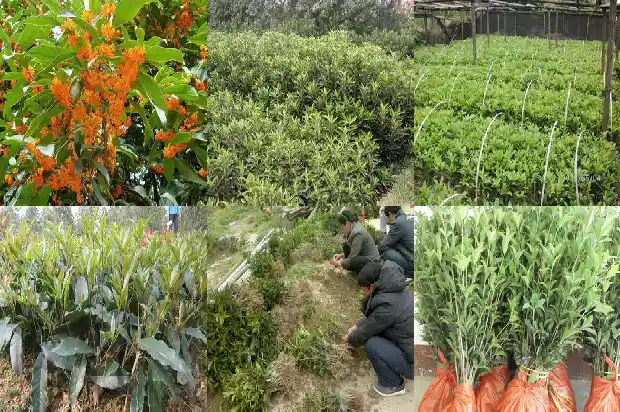 四十年的桂花树回收多少钱一斤呢1684834838964