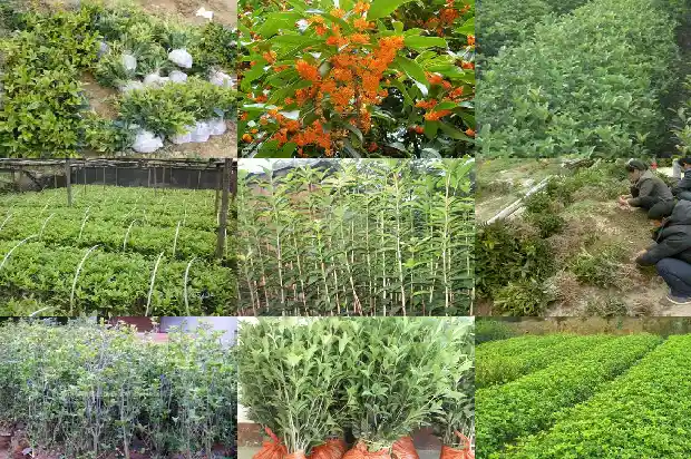 桂花树能长多久不开花1684834851552