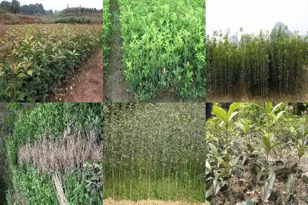 桂花树能长多久不开花1684834851600