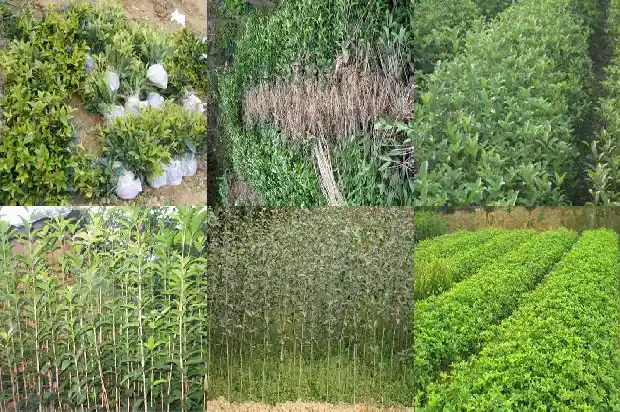 桂花树能长多久不开花1684834851647