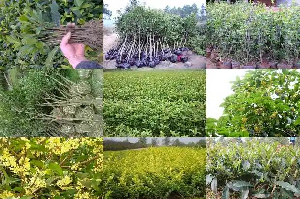 桂花树能长多久不开花1684834851692