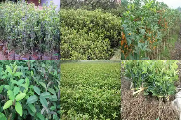 一年桂花开了两次什么意思呀1688861796460