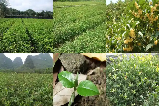 桂花与什么茶一起泡好1689035516654