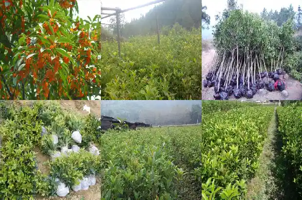 移栽的桂花树几天能看出是否活1684834887488