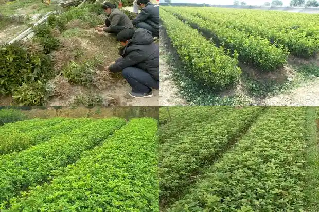 桂花树能存活多少年1684834900664