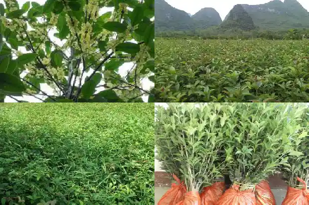 桂花树能存活多少年1684834900757