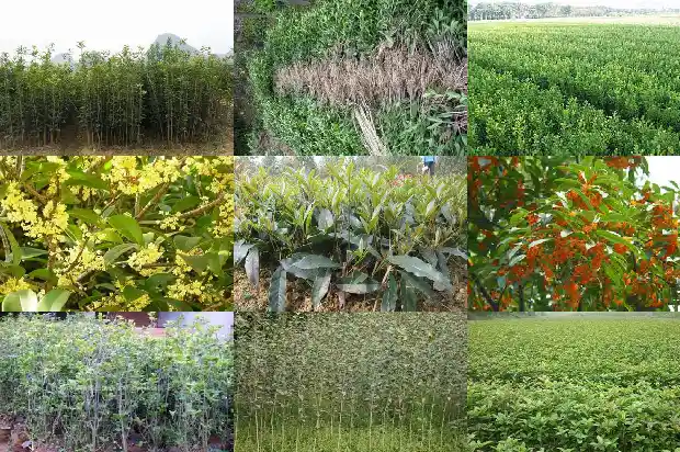桂花树哪个季节结果1684834912914