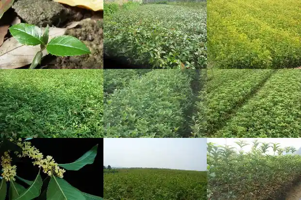 桂花树多久结一次果实呢1684834932592