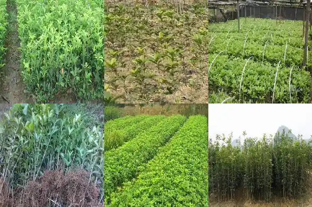 桂花茶配什么茶叶1689577045728