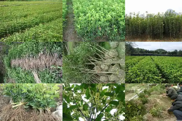 桂花树栽多久才知道成活率高1684834944384