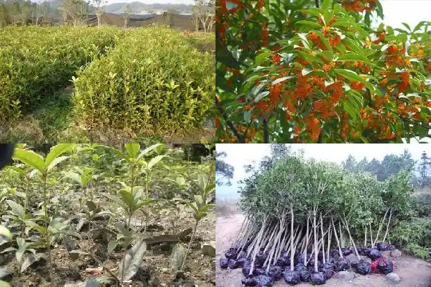 天台香阁桂花鉴别1689727039477