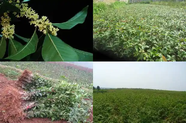 桂花多久浇水一次?1684834973896