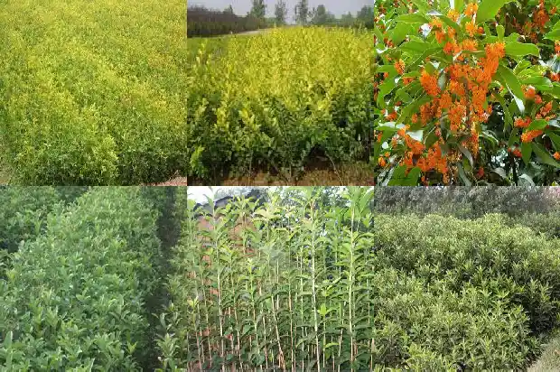 桂花多久浇水一次?1684834973943