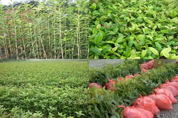 桂花多久浇水一次?1684834974037