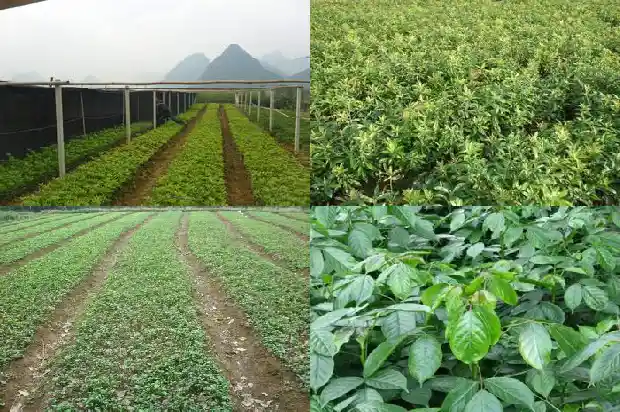 桂花树多长时间浇水一次最好1684834985656