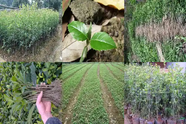 桂花树多长时间浇水一次比较好1684834993214