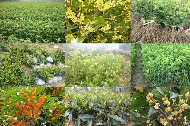 40公分桂花树要多久浇一次水好养活1684835004688
