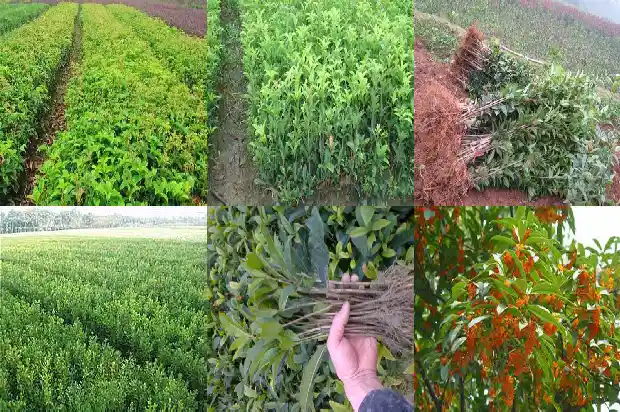 40公分桂花树要多久浇一次水好养活1684835004830