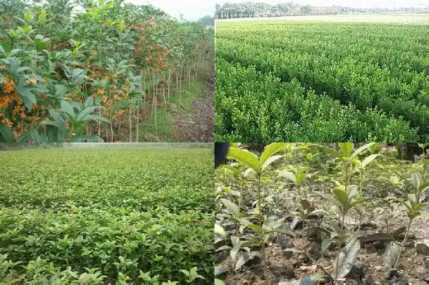 桂花树盆栽多久浇一次水比较好1684835016747