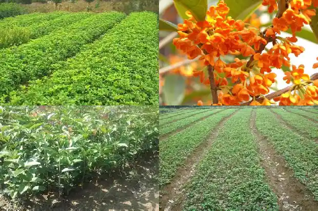 桂花树盆栽多久浇一次水比较好1684835016842
