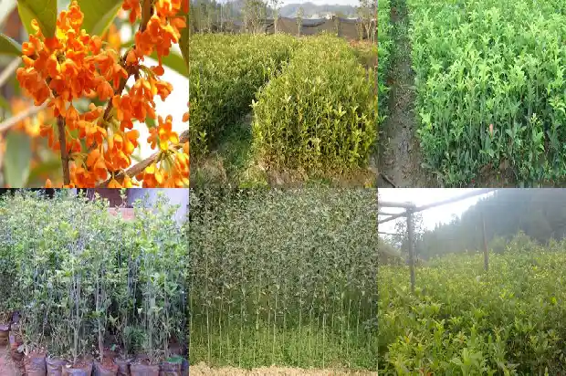 桂花树盆栽多久浇一次水比较好1684835016888