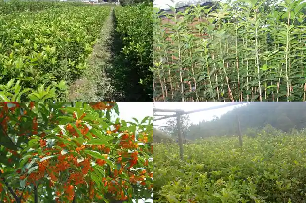桂花树盆栽多久浇一次水好1684835024354