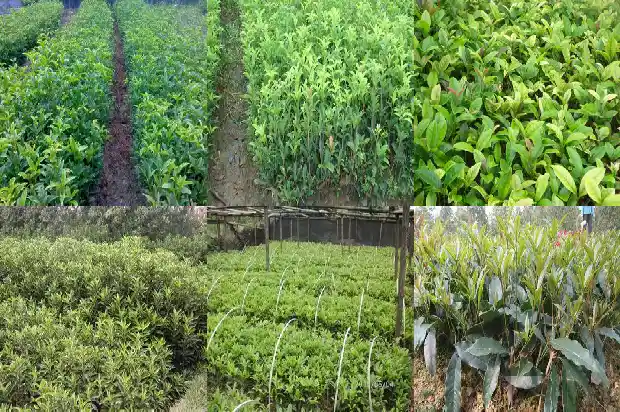 桂花树盆栽多久浇一次水好1684835024401