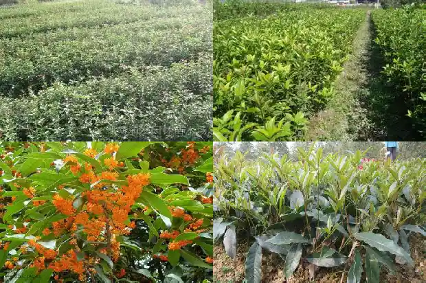 桂花树多长时间浇一次水最好活1684835036118