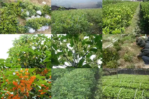 我买的桂花是用黄泥栽的怎么办1684835057067