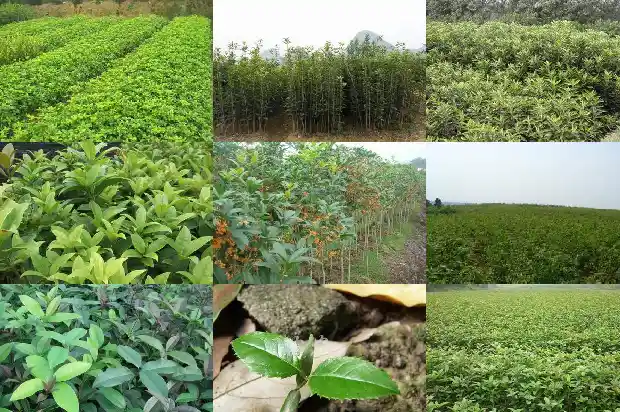 桂花一年开三次花的寓意和象征是什么1688861844458