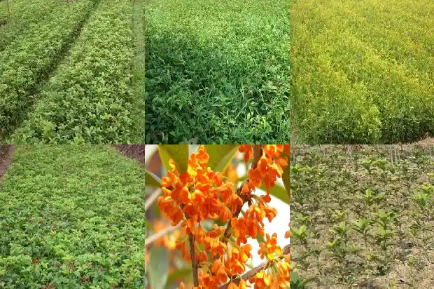 黄泥土种桂花合适吗?1684835069202