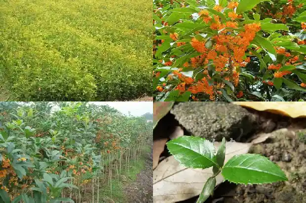 黄泥土种桂花合适吗?1684835069248