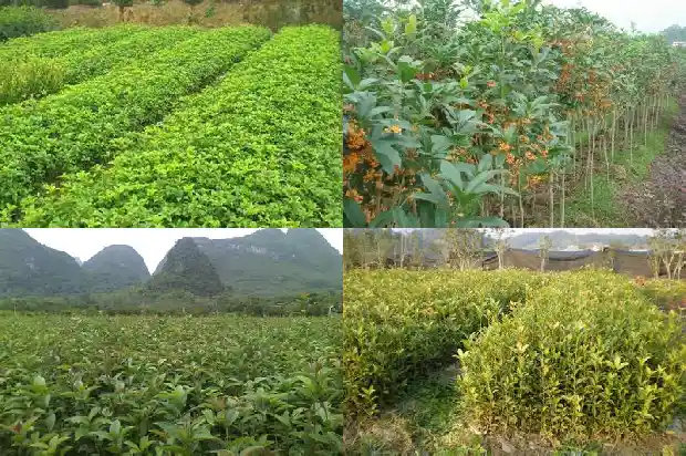 新种植的桂花树几天浇一次水1684835093659